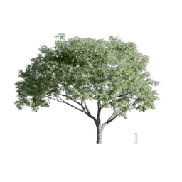 Indian Rain tree 3 256